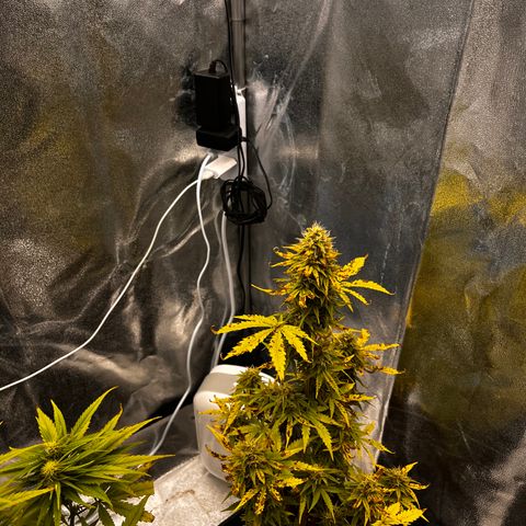 Northern lights auto  growlog timeline photo