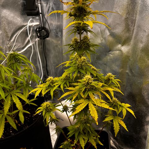 Northern lights auto  growlog timeline photo