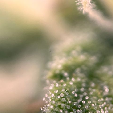 Northern lights auto  growlog timeline photo