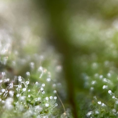 Royal Jack (Auto)  growlog timeline photo
