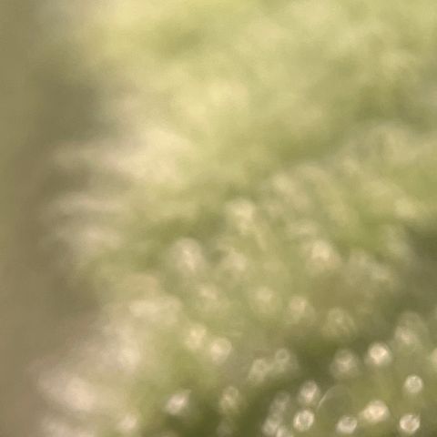 Girl Scout Cookies growlog timeline photo