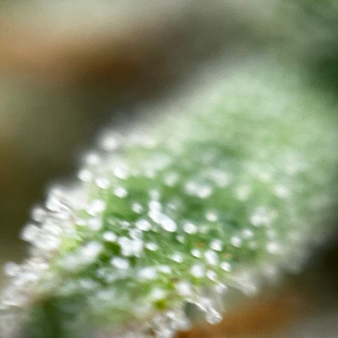 Royal Jack (Auto)  growlog timeline photo