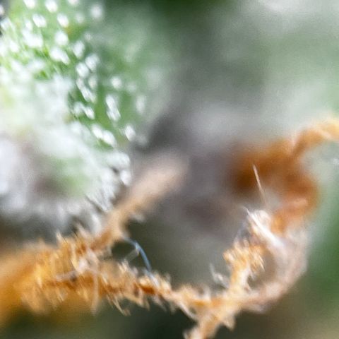 Royal Jack (Auto)  growlog timeline photo