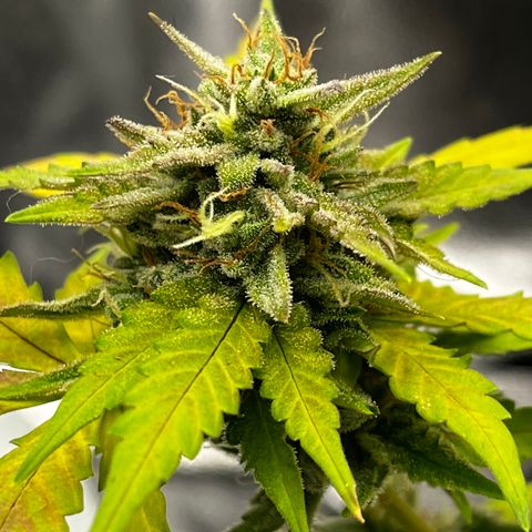 Royal Jack (Auto)  growlog timeline photo