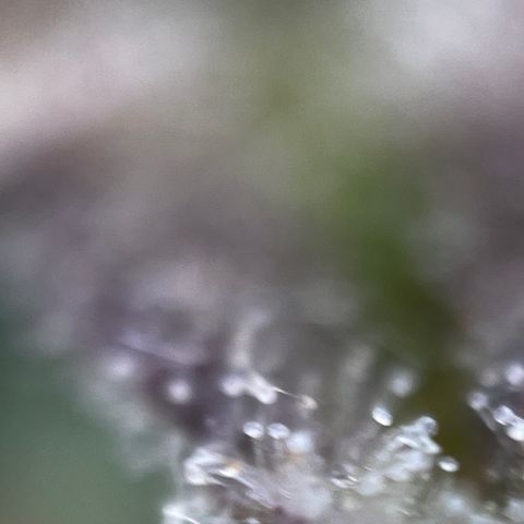Royal Jack (Auto)  growlog timeline photo