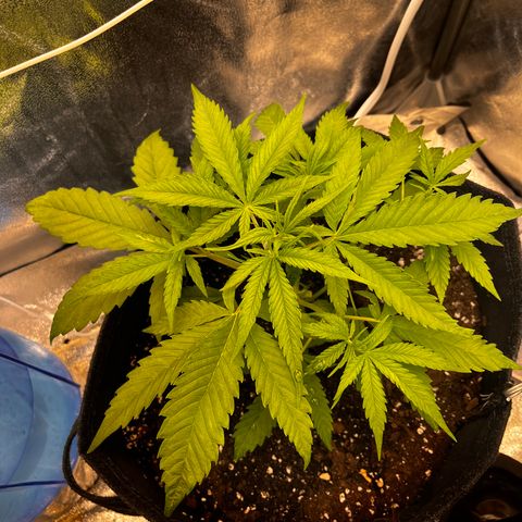 Girl Scout Cookies growlog timeline photo