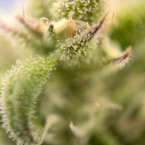 Girl Scout Cookies growlog timeline photo
