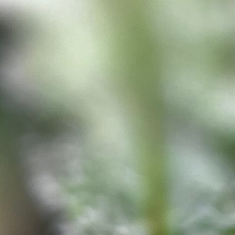 Royal Jack (Auto)  growlog timeline photo