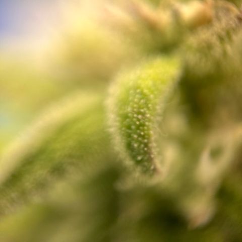 Girl Scout Cookies growlog timeline photo