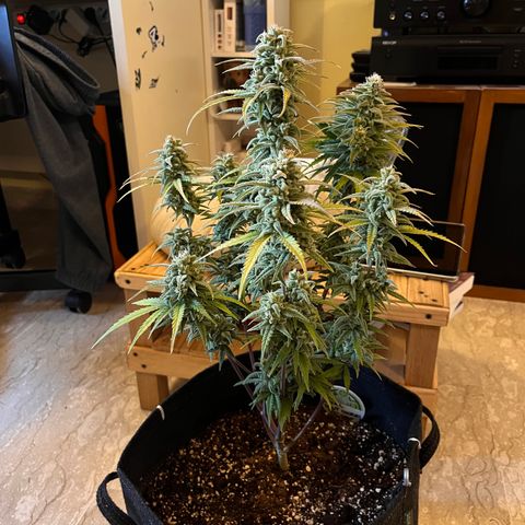 Girl Scout Cookies growlog timeline photo