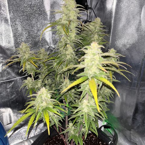 Girl Scout Cookies growlog timeline photo