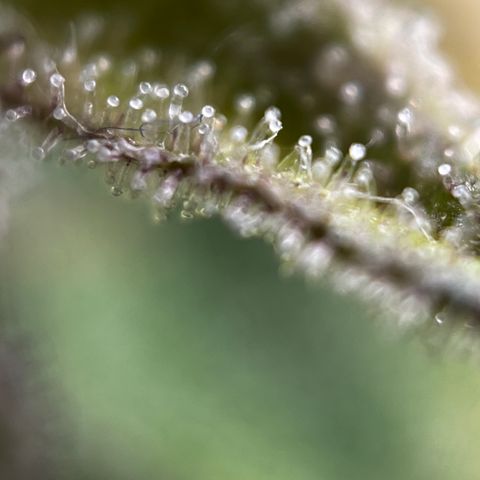 Royal Jack (Auto)  growlog timeline photo