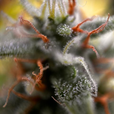 Quick One growlog timeline photo