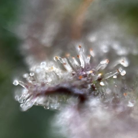 Royal Jack (Auto)  growlog timeline photo