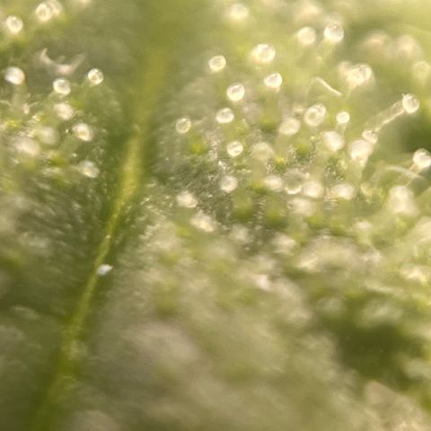 Girl Scout Cookies growlog timeline photo