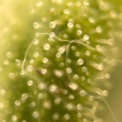 Girl Scout Cookies growlog timeline photo