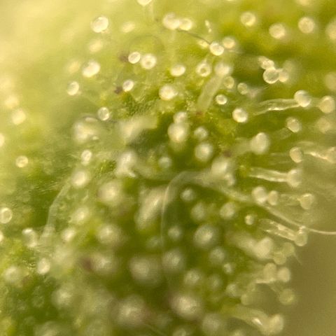 Girl Scout Cookies growlog timeline photo