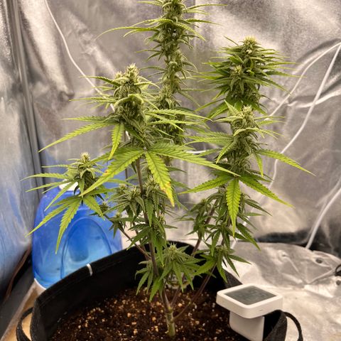 Girl Scout Cookies growlog timeline photo