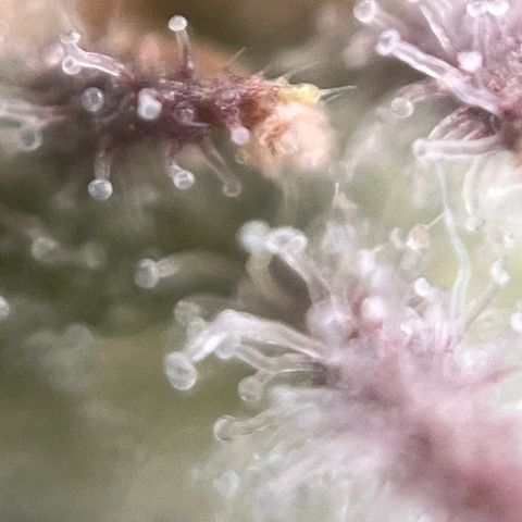 Girl Scout Cookies growlog timeline photo