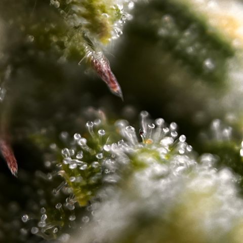 Northern lights auto  growlog timeline photo