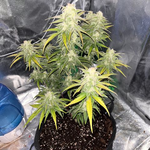 Girl Scout Cookies growlog timeline photo