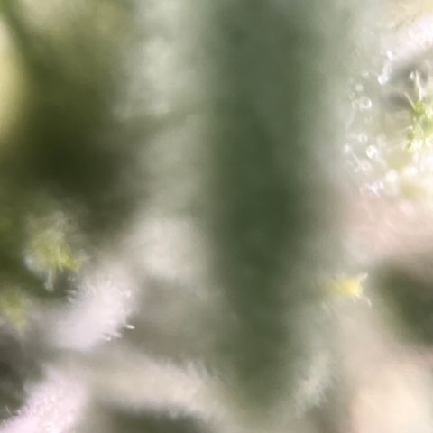 Girl Scout Cookies growlog timeline photo