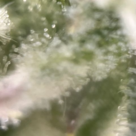 Girl Scout Cookies growlog timeline photo