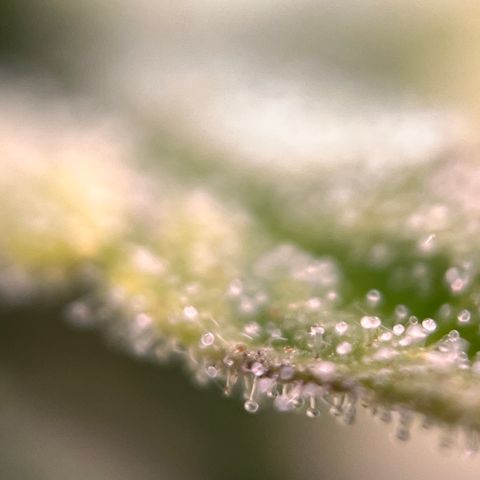 Northern lights auto  growlog timeline photo