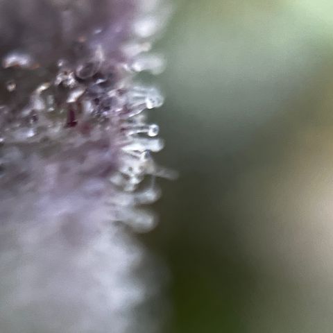 Royal Jack (Auto)  growlog timeline photo