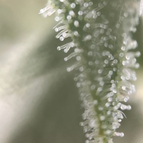 Girl Scout Cookies growlog timeline photo