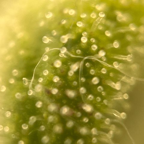 Girl Scout Cookies growlog timeline photo