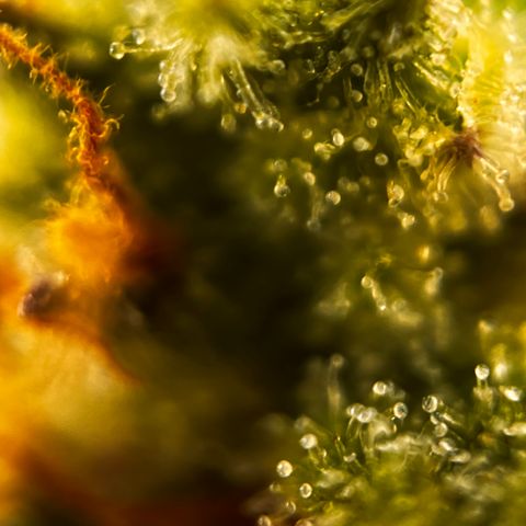 Quick One growlog timeline photo