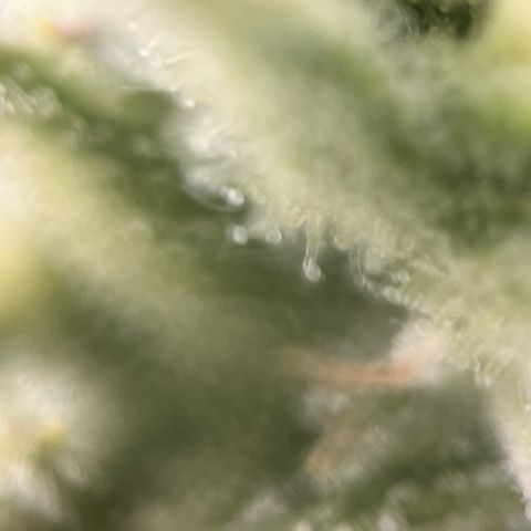 Girl Scout Cookies growlog timeline photo