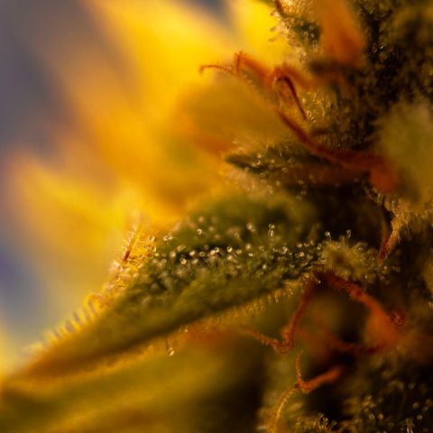 Quick One growlog timeline photo
