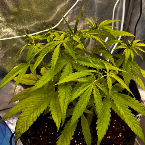 Girl Scout Cookies growlog timeline photo