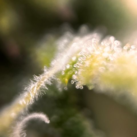 Northern lights auto  growlog timeline photo
