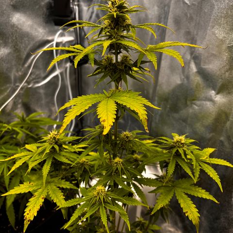 Northern lights auto  growlog timeline photo