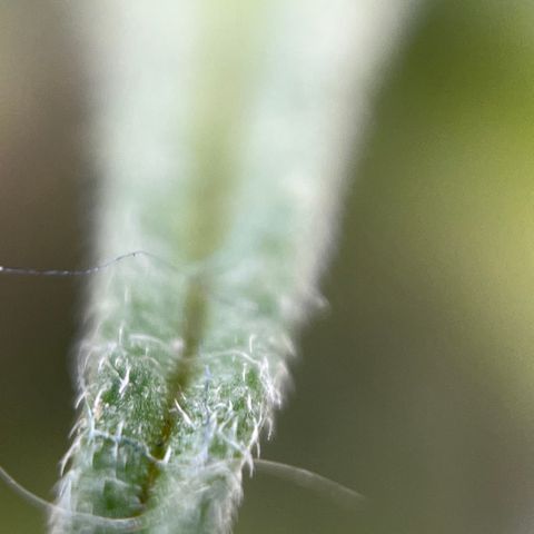 Royal Jack (Auto)  growlog timeline photo