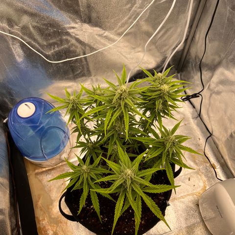 Girl Scout Cookies growlog timeline photo