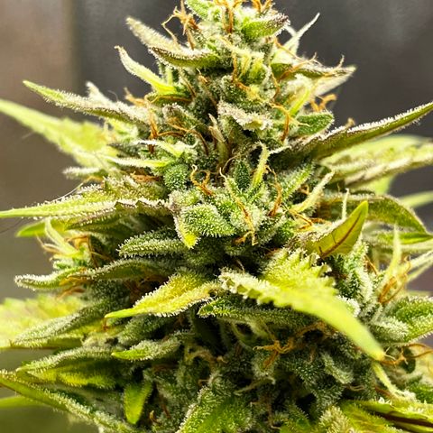 Royal Jack (Auto)  growlog timeline photo