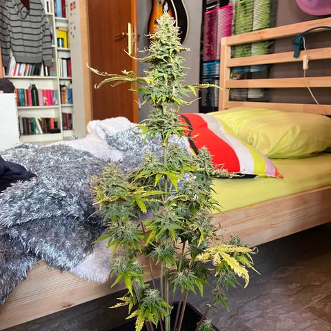 Northern lights auto  growlog timeline photo
