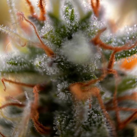 Quick One growlog timeline photo