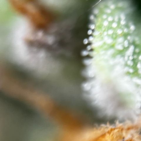 Royal Jack (Auto)  growlog timeline photo