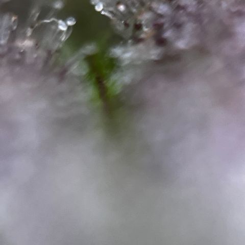 Royal Jack (Auto)  growlog timeline photo