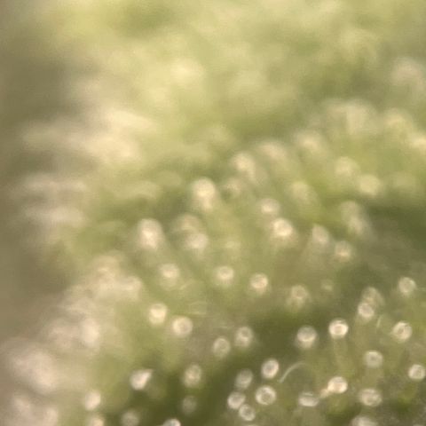 Girl Scout Cookies growlog timeline photo