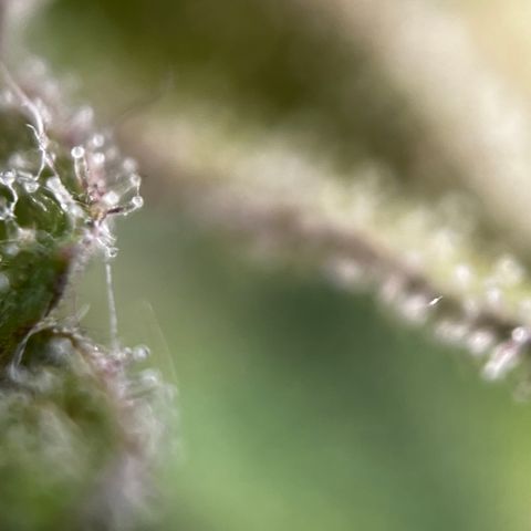 Royal Jack (Auto)  growlog timeline photo