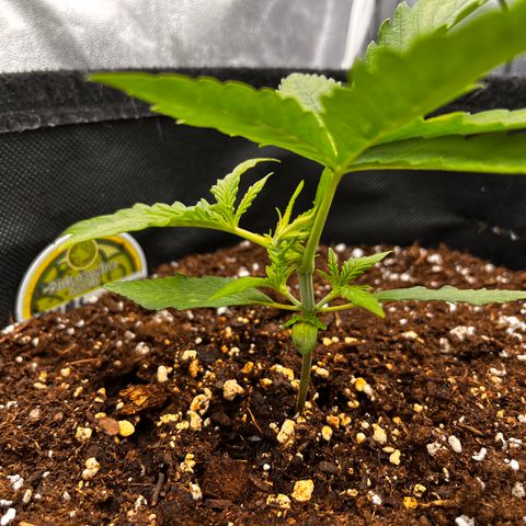 Girl Scout Cookies growlog timeline photo