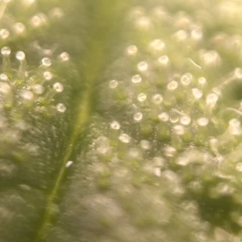 Girl Scout Cookies growlog timeline photo