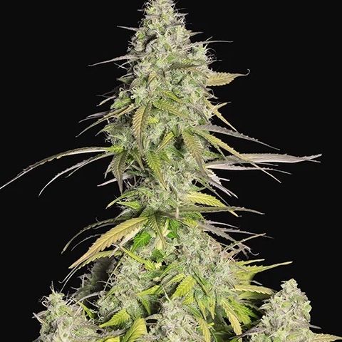 Girl Scout Cookies growlog timeline photo