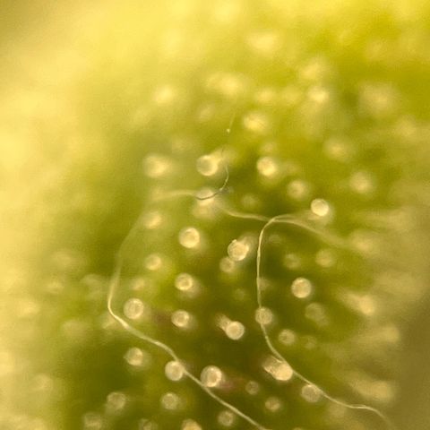 Girl Scout Cookies growlog timeline photo